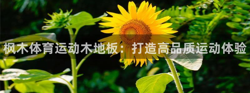 米兰体育vip4充了多少钱啊：枫木体